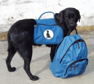 Move for Charity 2020. Black labrador service dog carrying backpack.